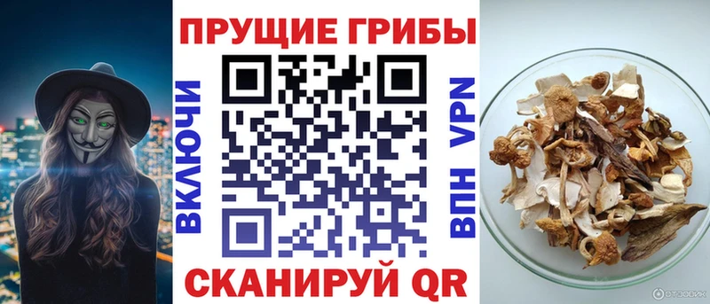 закладки Кунгур Галлюциногенные грибы Psilocybe